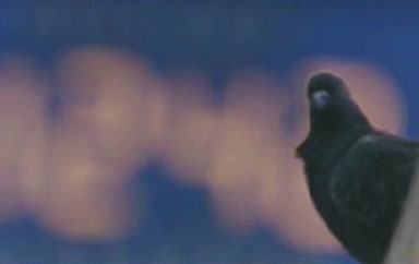image tirée de 'the bird people in china' - mise au point sur le pigeon