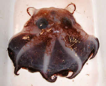 image:Finned Octopus Opisthoteuthis Sp.